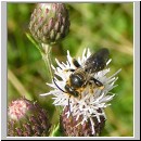 Lasioglossum leucozonium - Furchenbiene m02.jpg